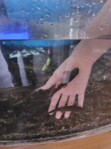 ガラ・ルファにごはん