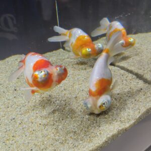サクラチョウテンガン