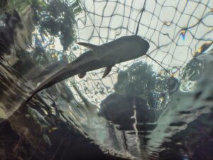 なかがわ水遊園 大きなナマズのお腹