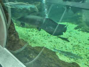 なかがわ水遊園 ピラルクー