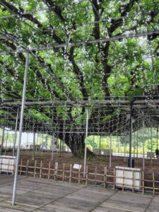 あしかがフラワーパーク 夏の大藤 イルミネーションの電球