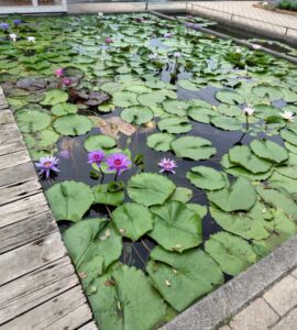 8月のあしかがフラワーパーク スイレンの池