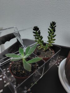 あしかがフラワーパークで買った多肉植物 グリーンペットとハムシー