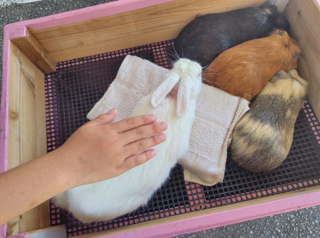 箱の中のモルモットとうさぎ