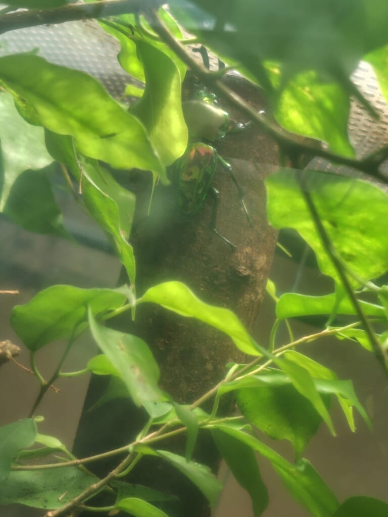 木の幹にとまるニジイロクワガタ