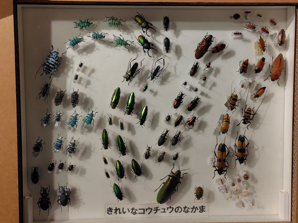 色とりどりの甲虫が並ぶ標本「きれいなコウチュウのなかま」