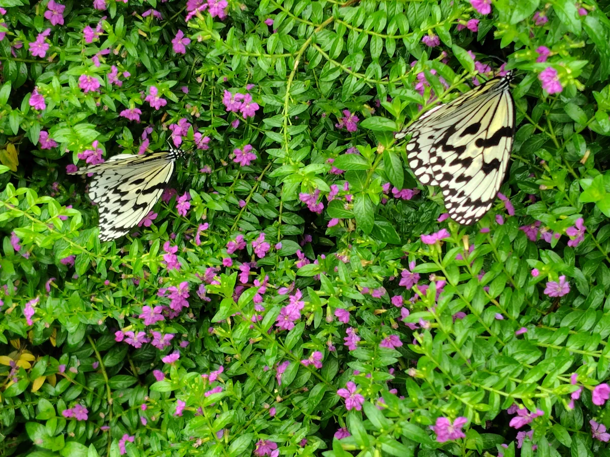 温室の花にとまる、白と黒の模様の大きな蝶