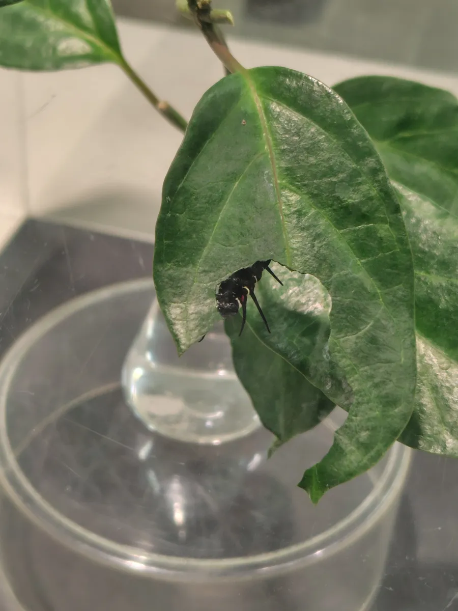 食草育成温室で、ガラス越しに見た葉を食べる黒い幼虫