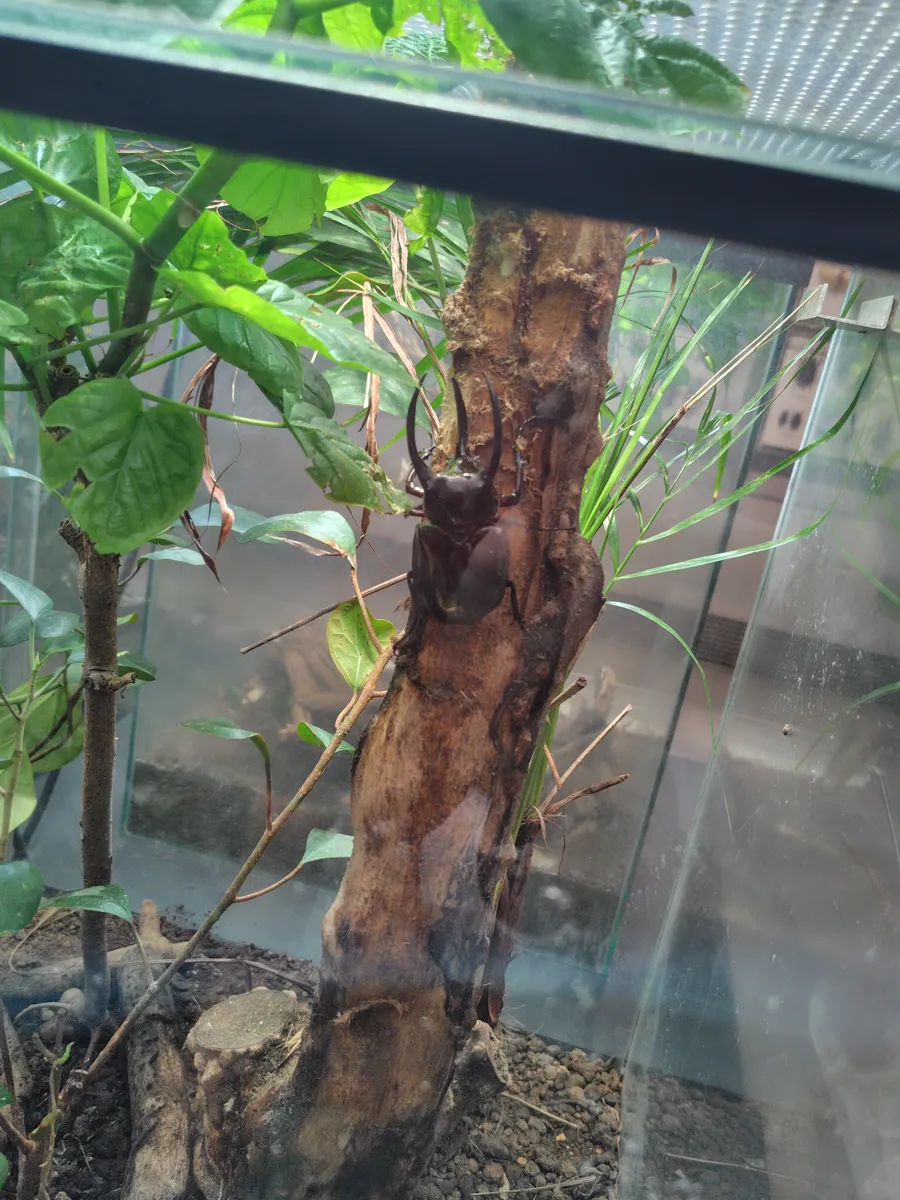 木の幹にとまる大きなアトラスオオカブト
