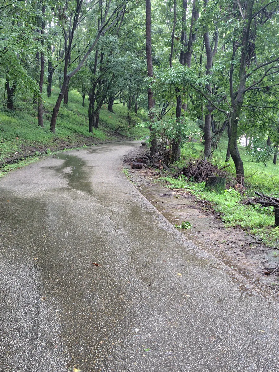 雨で濡れた、ぐんま昆虫の森の園内の道